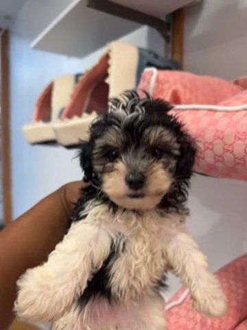 Maltipoo Male in Columbia, South Carolina