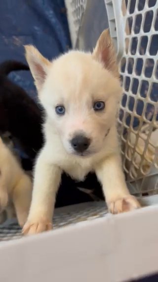 Siberian Husky Puppy in Columbus, Ohio