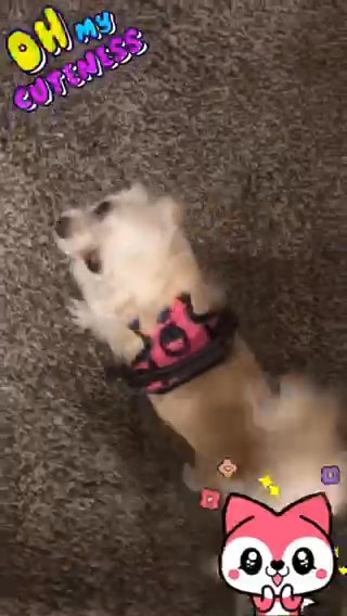 Long Hair Chihuahuas in Greenville, Texas