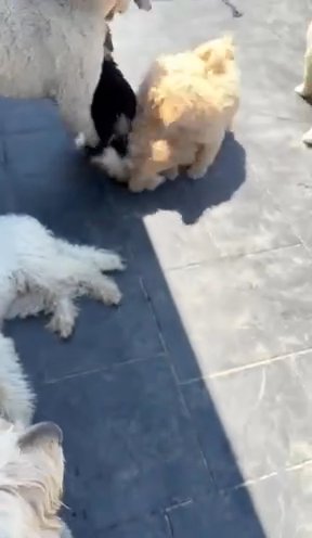 Playful Labradoodles in Hollister, California