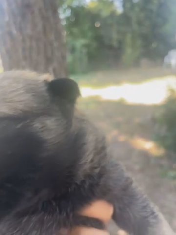 German Shepherd Puppy in Yuba City, California