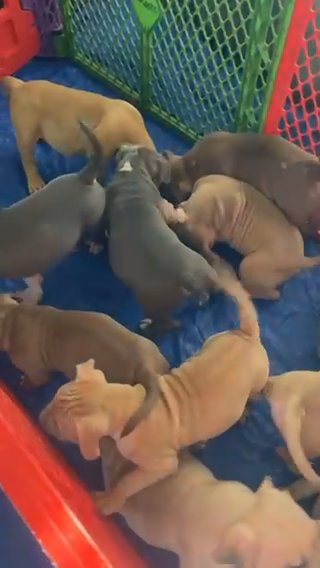 American Bullies in Tacoma, Washington