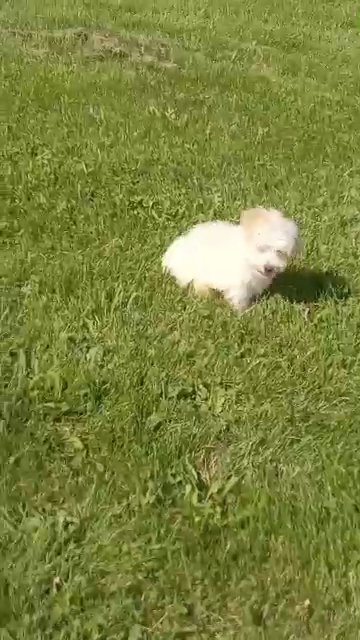 Monty the Maltipoo in Effingham, Illinois