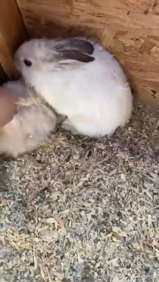 baby bunnies for sale in Madera, California