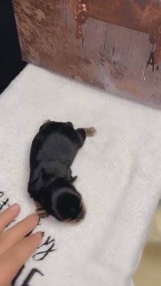 Micro Female Yorkie in Cookeville, Tennessee