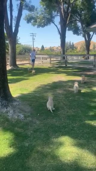 Goldendoodle Puppies Now Available in Exeter, California