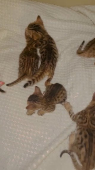 Bengal/Savannah in Stockton, California