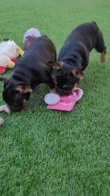 Singleton Black & Tan Frenchie in Las Vegas, Nevada