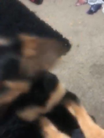 Rottweiler in Omaha, Nebraska