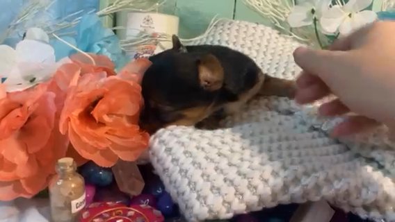Frankie. Quality Yorkie Puppy Health Guaranteed in Savannah, Georgia