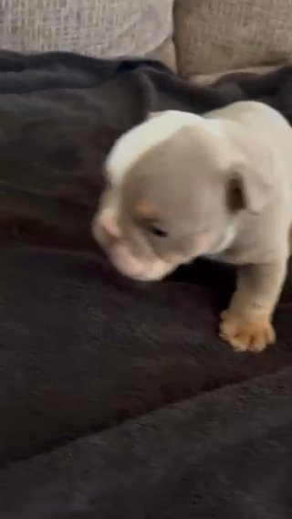 English Bulldogs Sold in Madison, Mississippi