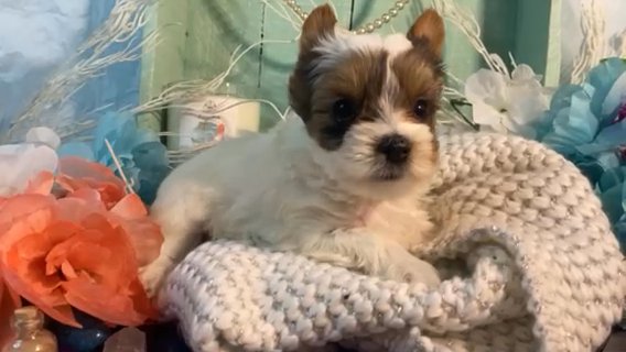 Enzo. Quality Yorkie. Health Guaranteed. in Savannah, Georgia