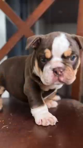 English Bulldog Sold in Madison, Mississippi