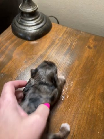 Blackberry Yorkie in Cleveland, Tennessee