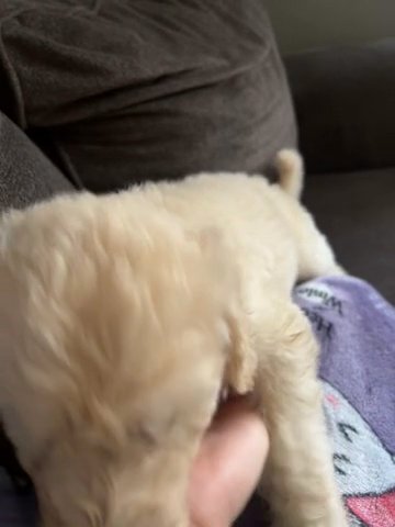 Pure Breed Golden Doodles! in New York City, New York
