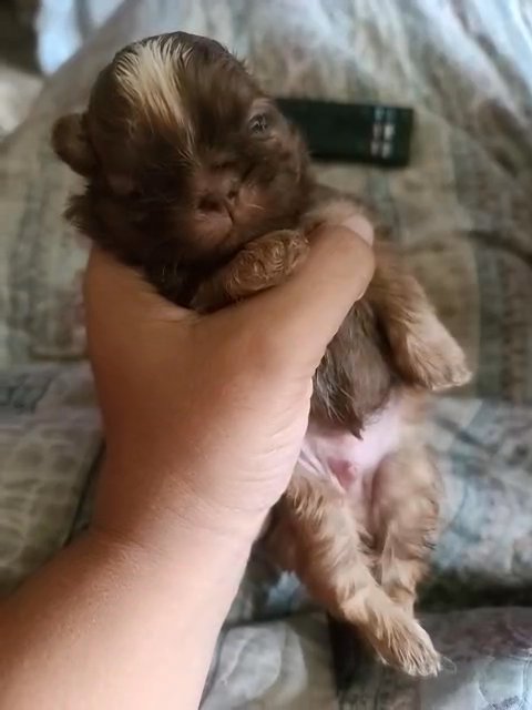 shih tzu male pup in East Stroudsburg, Pennsylvania