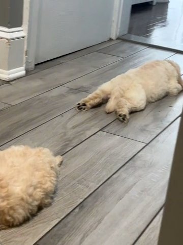 Pure Breed Golden Doodles For Sale in New York City, New York