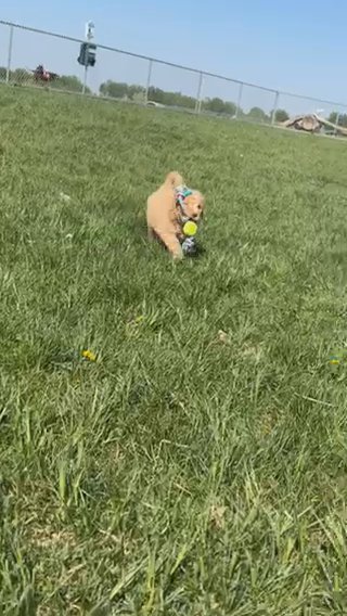 Golden doodle in Sioux Falls, South Dakota