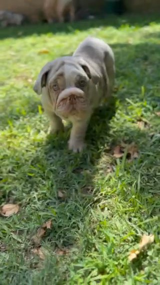 Handsome Lilac Merle boy, incls delivery ?? in Dallas, Texas