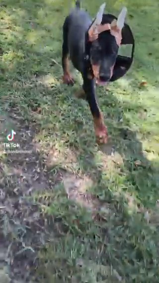 Akc European Doberman in Sumter, South Carolina