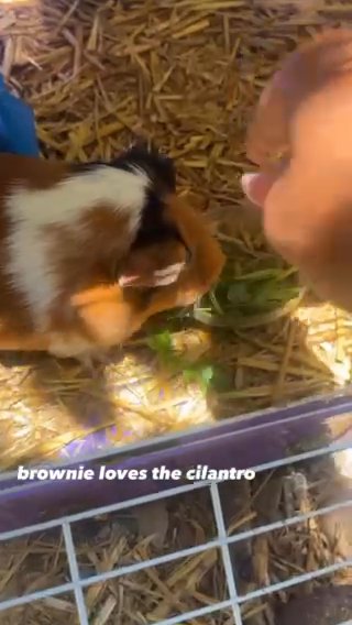 brownie Guinea Pigs in San Diego, California