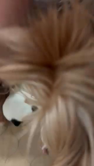 AKC Yorkshire Terrier, Traditional And Parti in Lexington, North Carolina