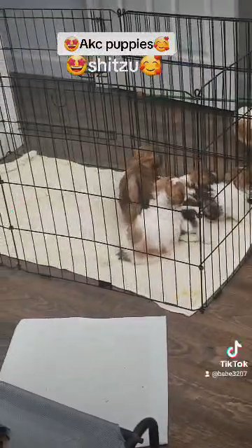 ?Akc shitzu puppies? in Kissimmee, Florida
