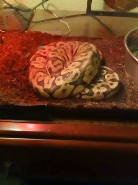 Scaleless Headed Super Pastel Python in Washington, District of Columbia