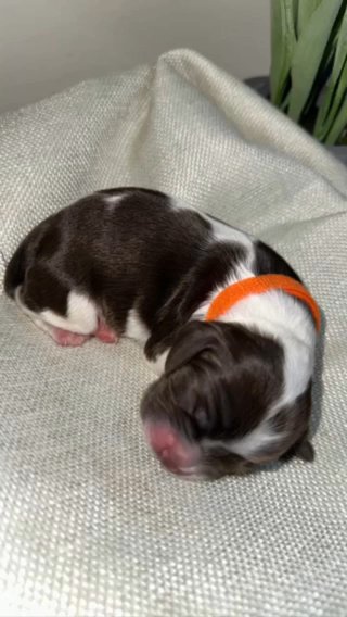 American Cocker Spaniels a in Dallas, Texas
