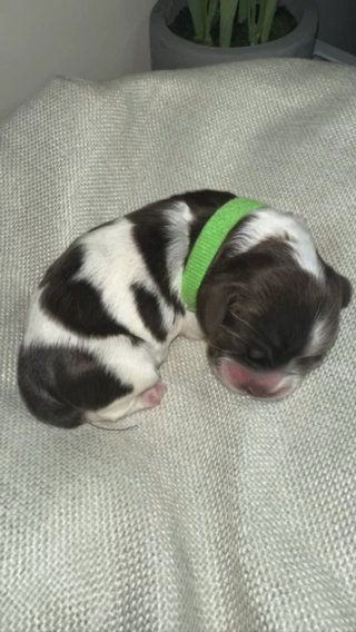 Cocker Spaniels in Dallas, Texas