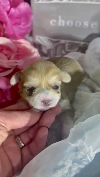 “Baby Cakes” CKC Morkie Female in Vidalia, Georgia