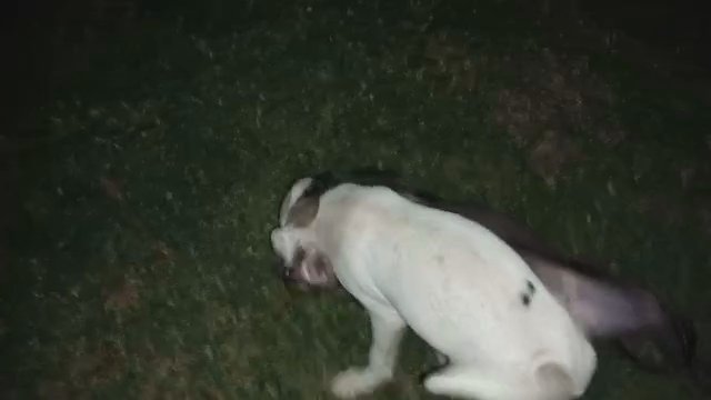 puppies wrestling and playing in Memphis, Tennessee