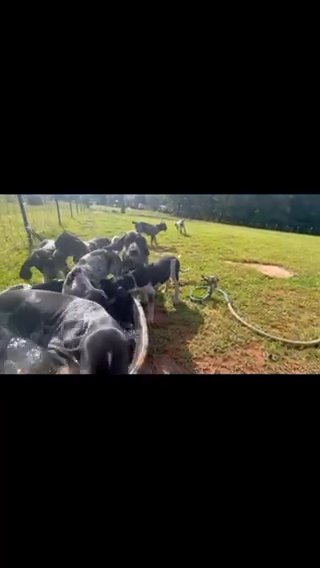 Blue Tick Hound Puppies in Fountain Inn, South Carolina