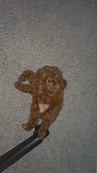 Mini Toy Poodle in Frisco, Texas