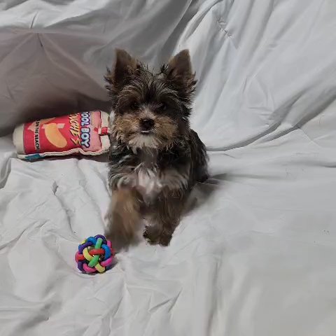 Sable male Yorkshire terrier (yorkie) in Newton, North Carolina