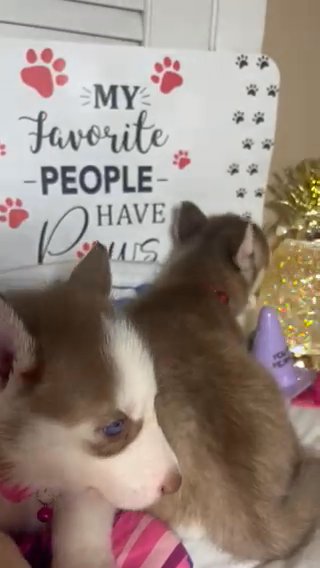 Siberian Husky Puppies ? in Chicago, Illinois