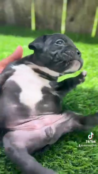 Exotic Bully Puppies in West Little River, Florida