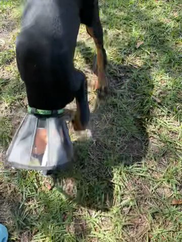 Akc European Doberman in Sumter, South Carolina