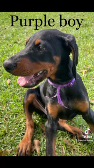 Rehoming AKC European Doberman in Sumter, South Carolina