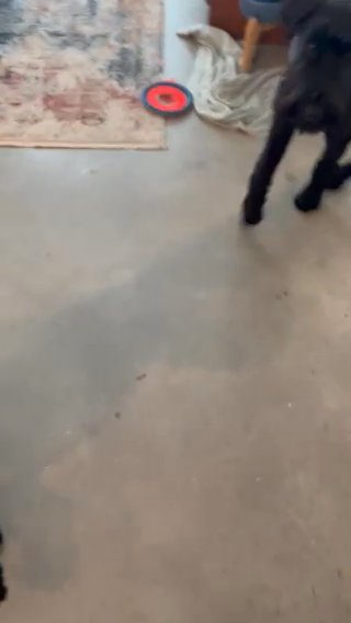 Two Giant Schnauzer Pups Ready For Rehome in Tulsa, Oklahoma