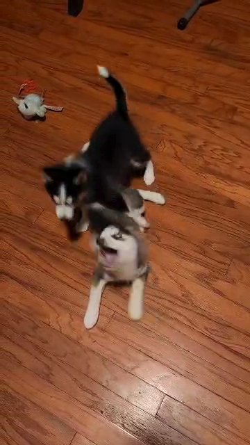 Pomsky puppies Female Toy size ( Mini Husky) in Gastonia, North Carolina