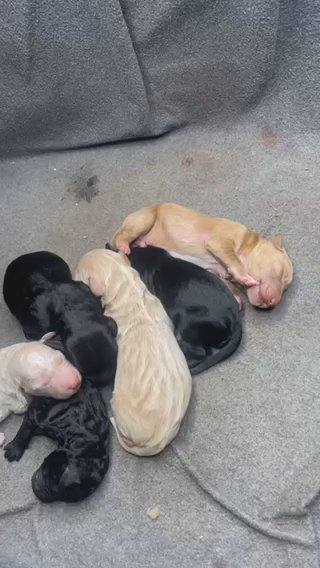 F2B Golden Doodles in Houston, Texas