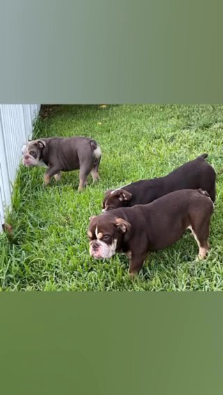 English Bulldog AKC in Miramar, Florida