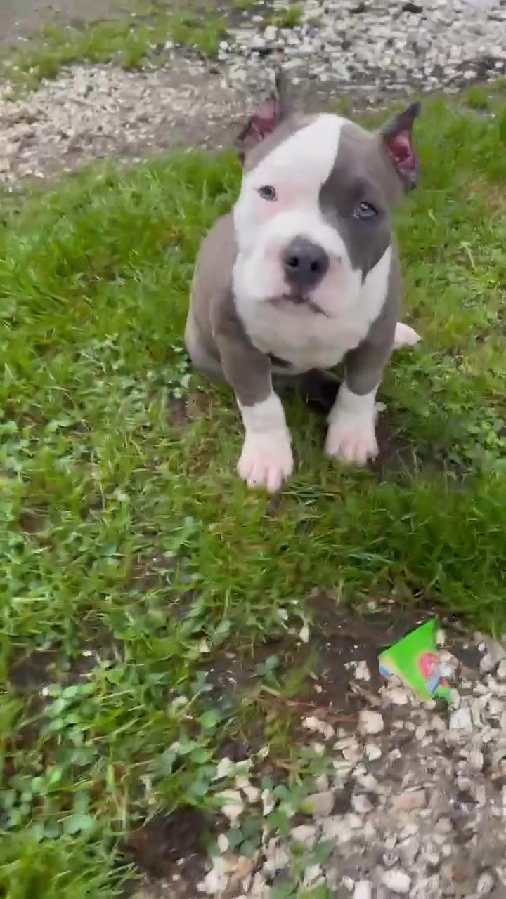 Tyrone x Left Eye pup in Washington, District of Columbia