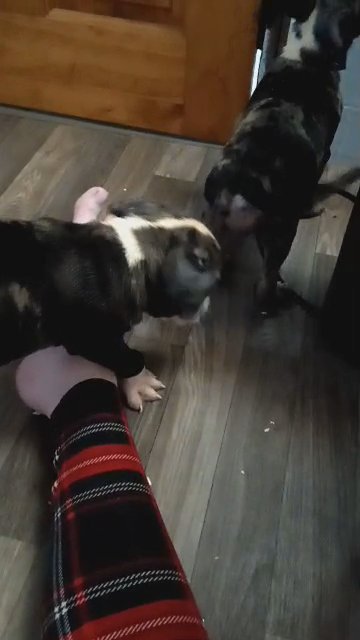XL American Bully puppies in State College, Pennsylvania