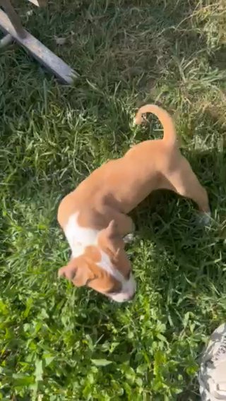 XL Bully Male in Virginia Beach, Virginia