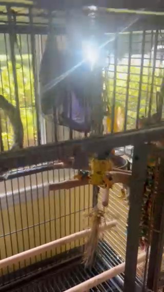Sun And Nansun Conures in Newton, North Carolina