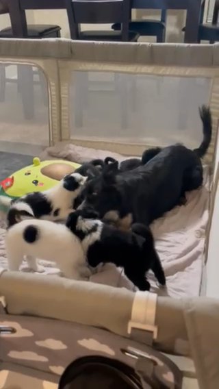 Border Collie Mix Puppies in Perris, California