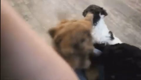 Mini Labradoodle in New York City, New York