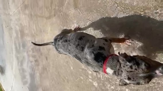 ?? "? First Pick of the Litter: Charming Black Merle Tri Female, Seeking Her Forever Home! ? ?" in Phoenix, Arizona